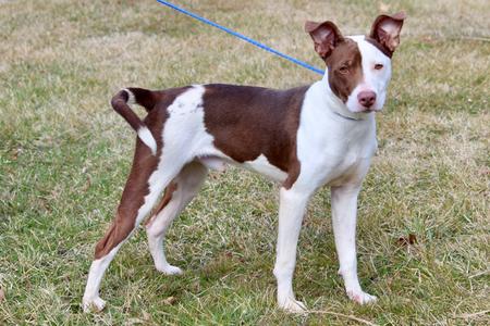 Buster, Mixed Breed, adult, available for adoption