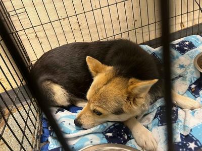 Alice, Mixed Breed, adult, available for adoption