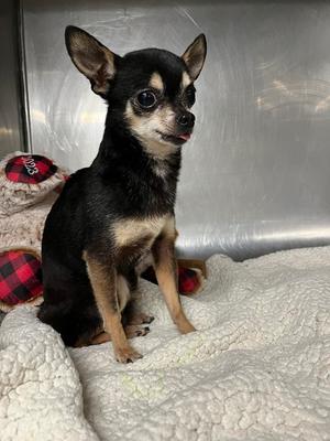 Chomps, Chihuahua, senior, available for adoption