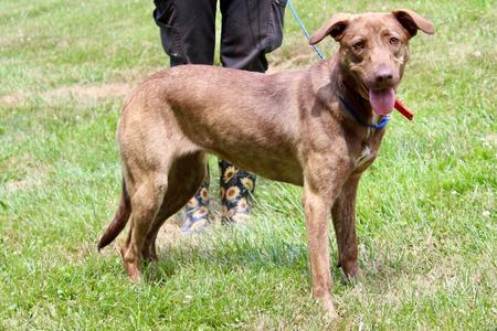 Briar Rose, Mixed Breed, adult, available for adoption