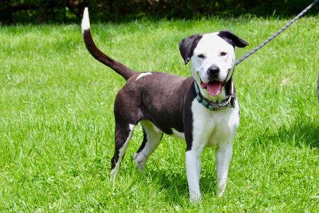Bullet, Mixed Breed, adult, available for adoption