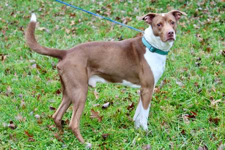 Cooper, Mixed Breed, senior, available for adoption