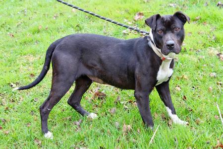 Daisy, Mixed Breed, senior, available for adoption