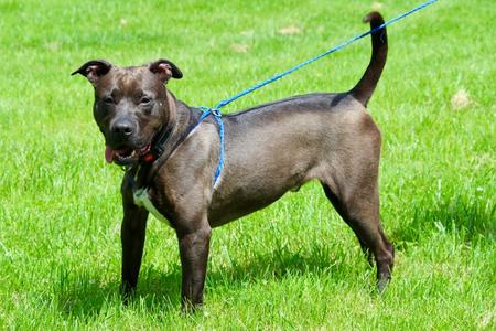 Cuba, Mixed Breed, senior, available for adoption