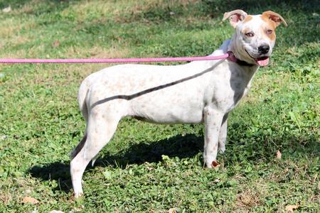 Baby Girl, Mixed Breed, adult, available for adoption