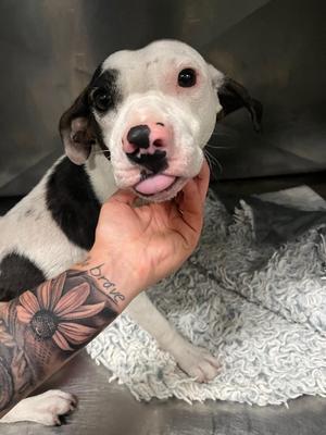 Billy, Mixed Breed, young, available for adoption