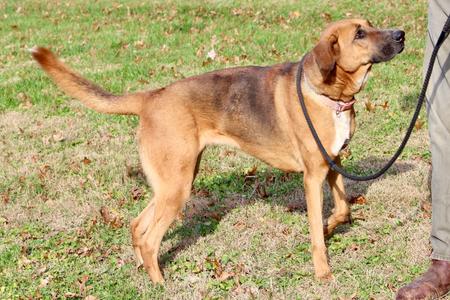 A brown and black dog on a leash stands on a patch of grass.