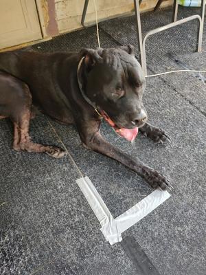 A large dark-colored dog lying on a gray mat with some duct tape visible on the ground.