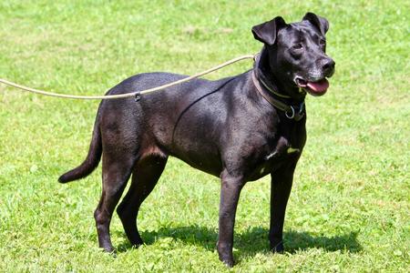 Bonnie, Mixed Breed, senior, available for adoption