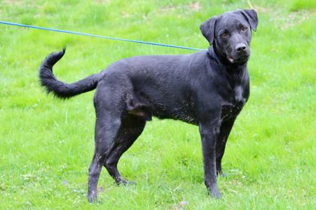 Adams, Mixed Breed, senior, available for adoption