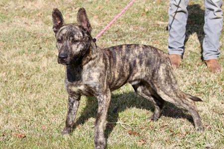 Buster 2, Mixed Breed, adult, available for adoption