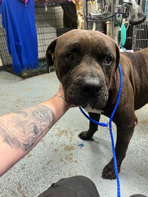 Cory, Mixed Breed, adult, available for adoption