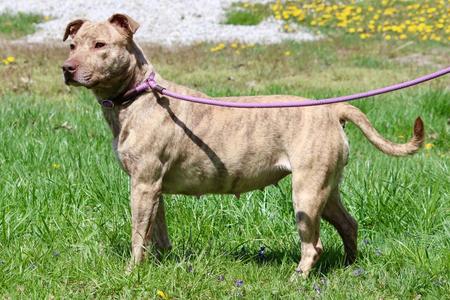 Annabeth, Mixed Breed, adult, available for adoption