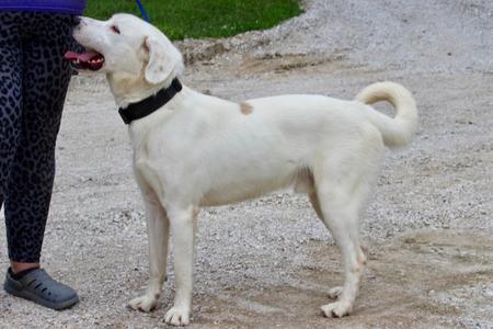 A white dog with a black collar standing on a gravel path, looking up at a person wearing leopard print pants and gray shoes.
