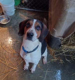 Allen, Mixed Breed, adult, available for adoption