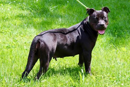 Chantilly, Mixed Breed, senior, available for adoption