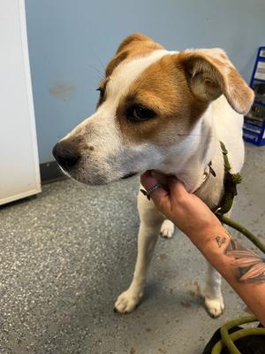 Aster, Mixed Breed, young, available for adoption