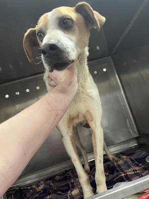 Archie, Mixed Breed, senior, available for adoption