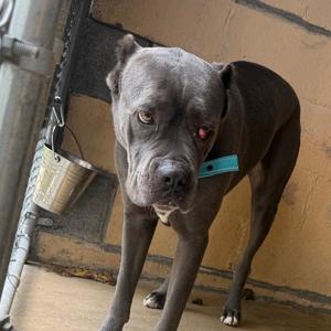 Dakota, Mastiff, Cane Corso, adult, available for adoption