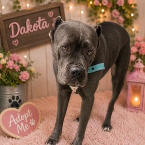 Dakota, Mastiff, Cane Corso, adult, available for adoption