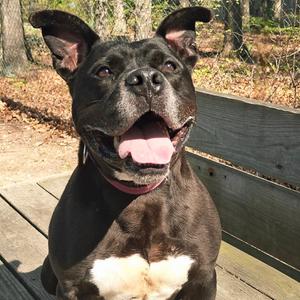 Dax, Mixed Breed (Medium), senior, available for adoption