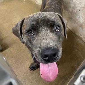 Dashie, Mastiff, Cane Corso, adult, available for adoption