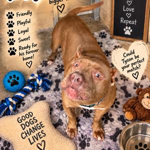 Tyson, Terrier, American Staffordshire, adult, available for adoption