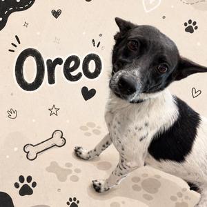 Oreo, Cattle Dog, adult, available for adoption