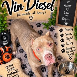 Vin Diesel, Terrier, American Pit Bull, adult, available for adoption