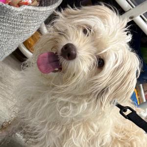 Cocoa, Maltese, adult, available for adoption