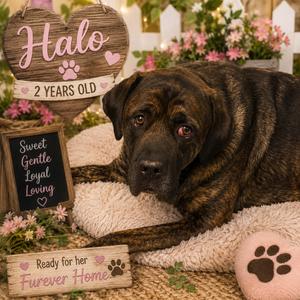 Halo, Mastiff, Cane Corso, adult, available for adoption