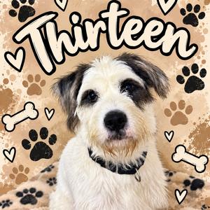 Thirteen, Schnauzer, adult, available for adoption