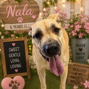 Nala, Mastiff, Cane Corso, adult, available for adoption