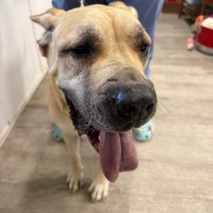 Nala, Mastiff, Cane Corso, adult, available for adoption