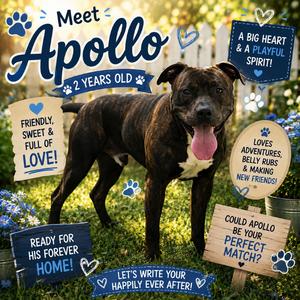 Apollo, Terrier, Pit Bull, adult, available for adoption
