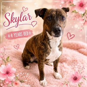 Skylar, Terrier, Pit Bull, adult, available for adoption