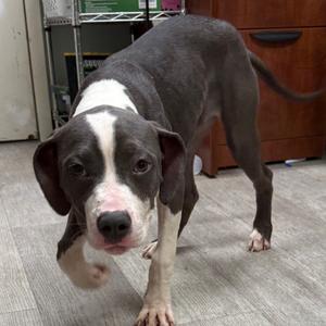 Mercedes, Terrier, American Pit Bull, young, available for adoption