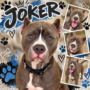Joker, Mastiff, Cane Corso, adult, available for adoption