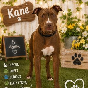 Kane, Terrier, American Pit Bull, adult, available for adoption