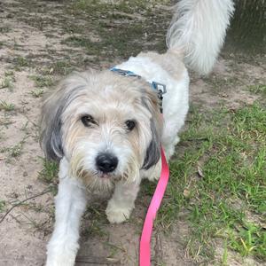 A small, fluffy dog with light brown and white fur is standing on a dirt path with grass. The dog has a pink leash attached to its collar and is looking directly at the camera.