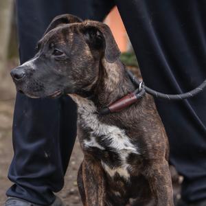 A brindle pit bull mix dog sitting down next to a person.