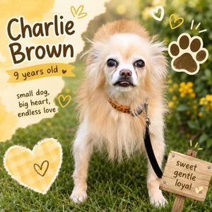 Charlie Brown, Chihuahua, Long Coat, senior, available for adoption