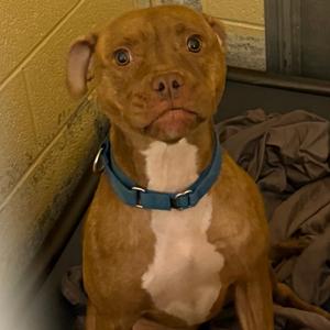 Aaliyah, Terrier, Pit Bull, adult, available for adoption