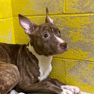 Gwen, Terrier, American Staffordshire, young, available for adoption