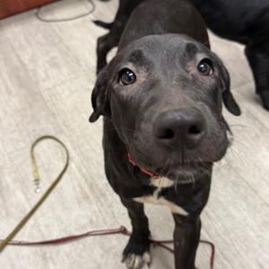 Mary Ann, Retriever, Labrador, puppy, available for adoption