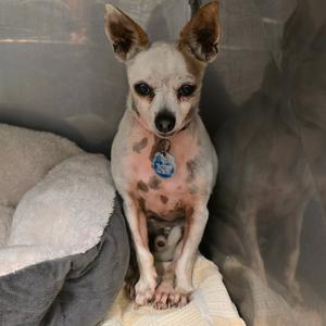 A small white and brown dog with large ears sitting on a blanket.