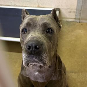 Roman, Mastiff, Cane Corso, adult, available for adoption