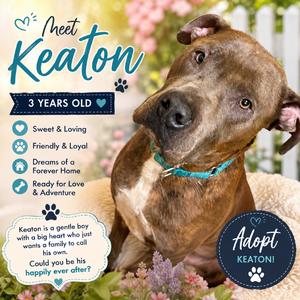 Keaton, Mixed Breed (Medium), adult, available for adoption