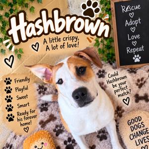 HashBrown, Terrier, American Staffordshire, adult, available for adoption