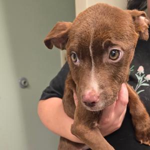 Daphne, Terrier, Pit Bull, puppy, available for adoption